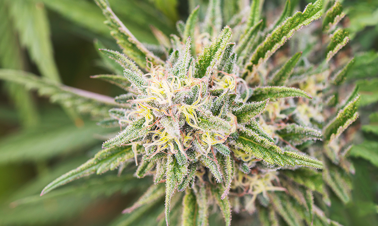 weed valentine's day gifts: arousing cannabis strains